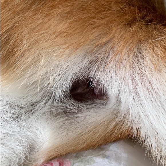 Meet your Posher, Ethan - Picture 1 of 1